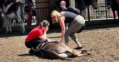 Farm hits back at rumours donkey 'collapsed' when giving children rides in the heat