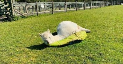 We're gonna need a bigger pool! Staff at West Lothian visitor attraction keep animals cool during heatwave