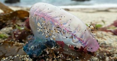 Deadly sea creature washes up on UK coastline as beachgoers warned over heatwave dips