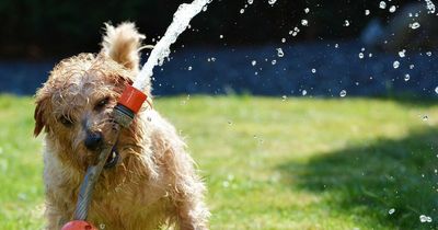 Simple hack to keep dogs cool for 50p from Wilko, Amazon and The Range