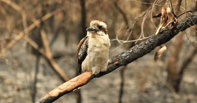 Rapid species decline expected to worsen