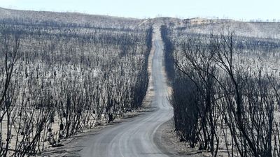 Plibersek’s plan to fix sick environment