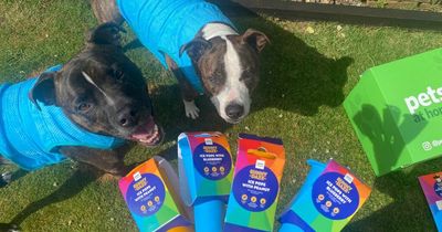 My dogs tried the Pets at Home cooling range on the hottest day of the year