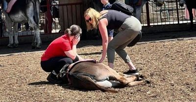 Farm hits back at rumours donkey 'collapsed' while giving kids rides amid heatwave