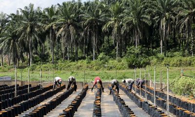 Push for post-Brexit trade deals may threaten UK pledges on deforestation