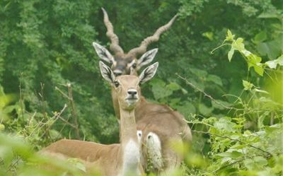 Andhra Pradesh launches first-ever blackbuck survey on Godavari islands