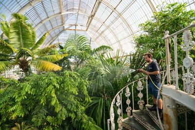 Heatwave prompts leaf scorch concern for tropical plants at Kew Gardens