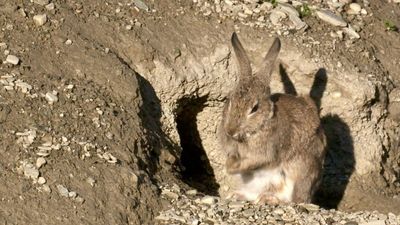 Calls for help over 'exploding' rabbit plague grow louder
