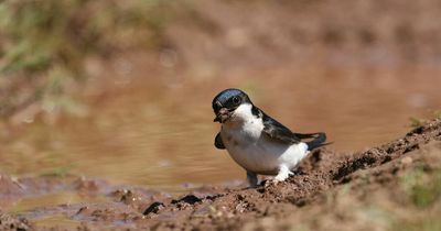 Nine tips to help Northern Ireland wildlife in scorching heat