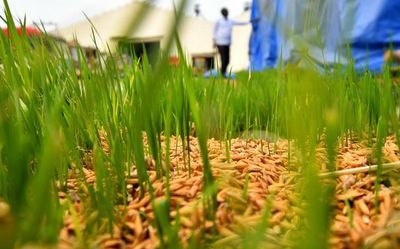 Rain-soaked paddy stocks at rice mills start sprouting