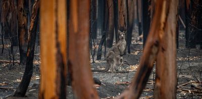 This is Australia's most important report on the environment's deteriorating health. We present its grim findings