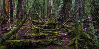 'That patch of bush is gone, and so are the birds': a scientist reacts to the State of the Environment report