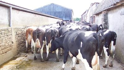 Foot-and-mouth outbreak in UK resulted in 6 million animals being euthanased