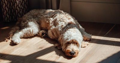 Woman left baffled after suspecting her boss eats her dog's treat