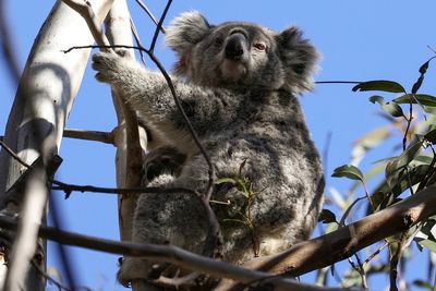 Australian animals at dire risk as environment deteriorates