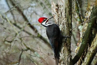 Woodpeckers peck unprotected: study