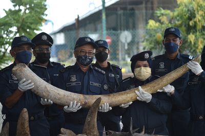 Malaysia seizes elephant tusks, pangolin scales in major bust