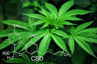 Cannabis studies have boosted search for new treatments