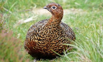 Country diary: A late red grouse chick makes a dash for its mother’s wing