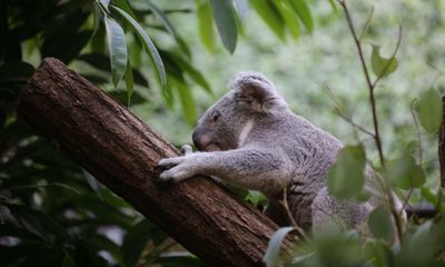 More than 1,000ha of koala habitat would be cleared for proposed Queensland coalmine