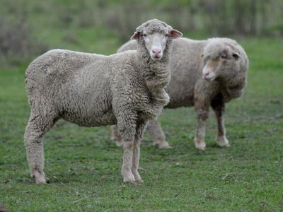 NSW calls for sheep and goat electronic ID