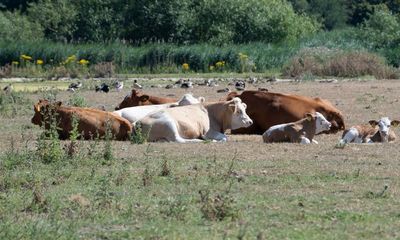 Siestas for cows: UK farmers seek new ways for cattle to beat the heat