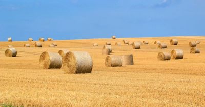 Too hot to harvest as farmers told to take care in the sun