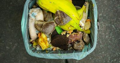 29p hack to stop maggots hatching into flies in your kitchen bin