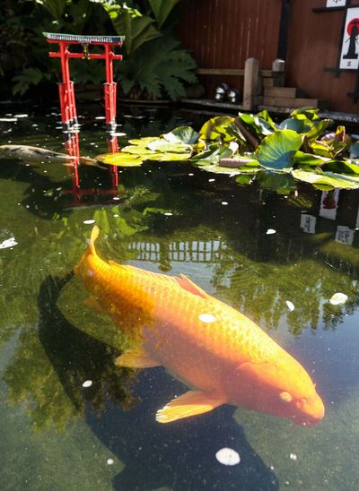 Dad Spends 13 Years Transforming His Barren Backyard Into An Incredible Japanese Garden