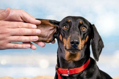 Hot Dogs: Many Dog Owners Unaware Their Pets Need Sunscreen