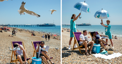Playing this music will stop gulls stealing your chips, experts say