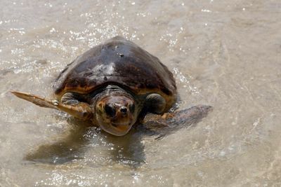 Dozens of sea turtles stabbed to death in Japan