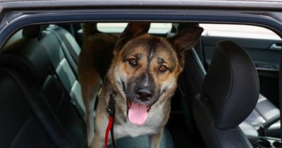 Outraged police smash car window to free trapped dog on hottest day of the year