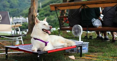 Vet's warning over dangerous TikTok hacks which claim to keep your dog cool