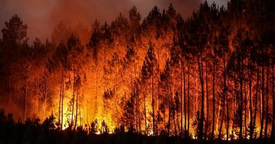 Climate crisis Q&A: All your questions answered - from causes to actions you can take