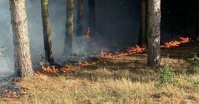 Warning after crews called to two major Nottinghamshire woodland fires