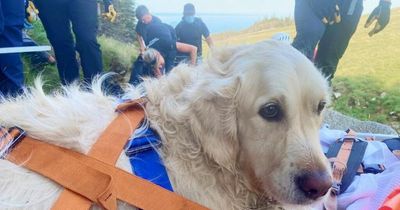 Dog stretchered off Mournes walk with suspected heatstroke on hottest day of the year