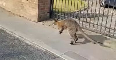 Wallaby seen in quiet village on sunny morning