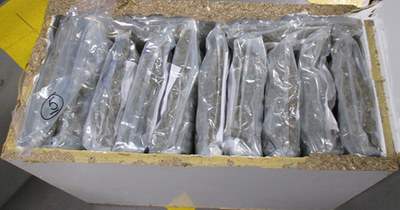 Revenue seize over €1.5 million worth of cannabis in 'unaccompanied trailer' at Rosslare Europort