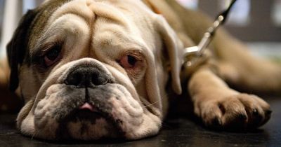 Can dogs eat ice cubes to keep cool? Expert advice as temperatures soar