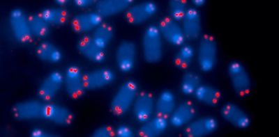 Cells become zombies when the ends of their chromosomes are damaged – a tactic both helpful and harmful for health