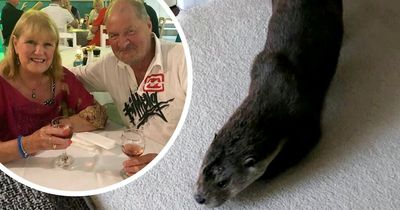 Otter trashes couple's holiday home, is sick on the carpet and falls asleep in their bed