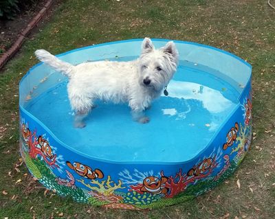 Fans, paddling pools and burgers fly off the shelves in heatwave shopping spree