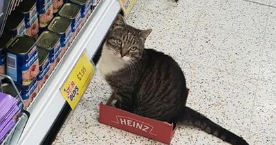 Legendary Home Bargains cat Roy is put to sleep leaving his legion of fans devastated