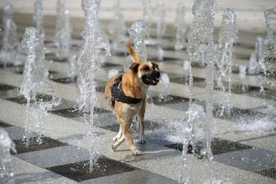 Heatwave: How the UK’s pets are cooling down in record-breaking temperatures