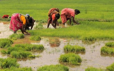 Data | Rice sowing hit as monsoon stalled, stock averts crisis