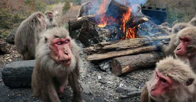 Hunt for wild monkey ramps up after aggressive animal attacks 18 people in past 10 days