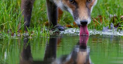 Wildlife charity issues plea not to forget animals during heatwave