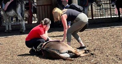 Farm blasts rumour donkey ‘collapsed’ while giving kids rides during heatwave