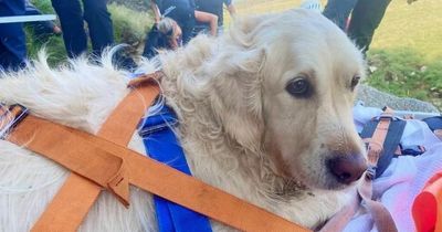 Dog carried off mountain on stretcher after owners walk it on 'hottest day ever'